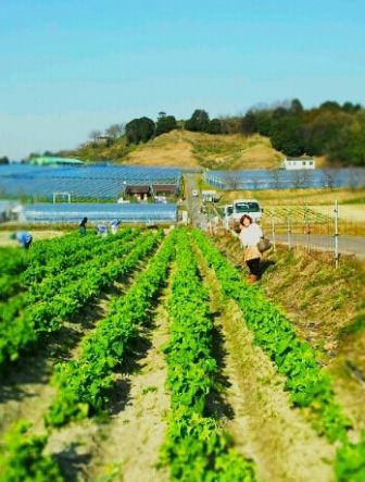 菜の花　なかし