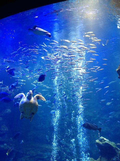京都水族館１