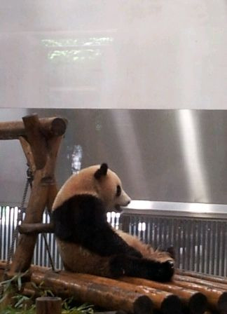 アドベンチャー　ライオン